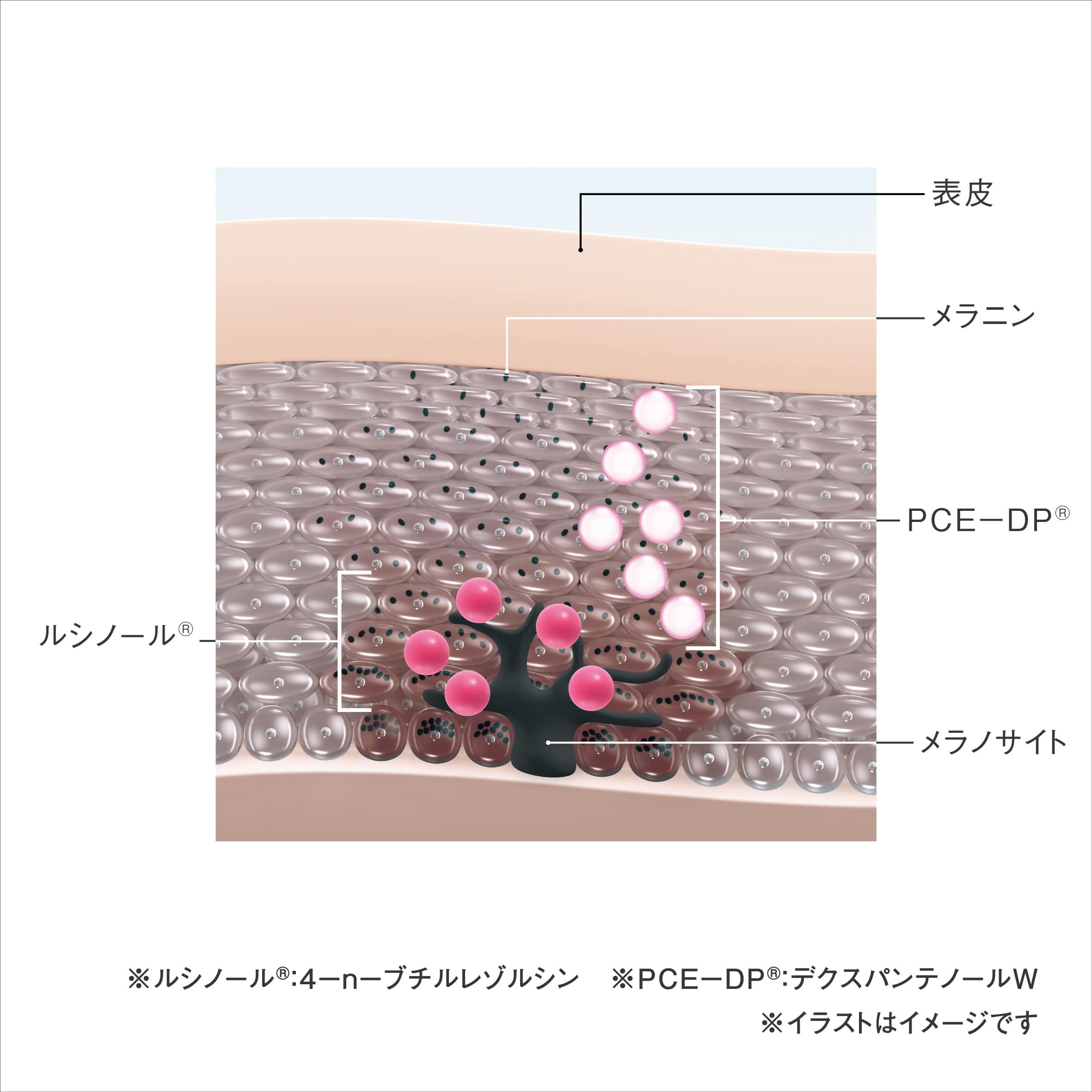 ポーラの2つの美白有効成分