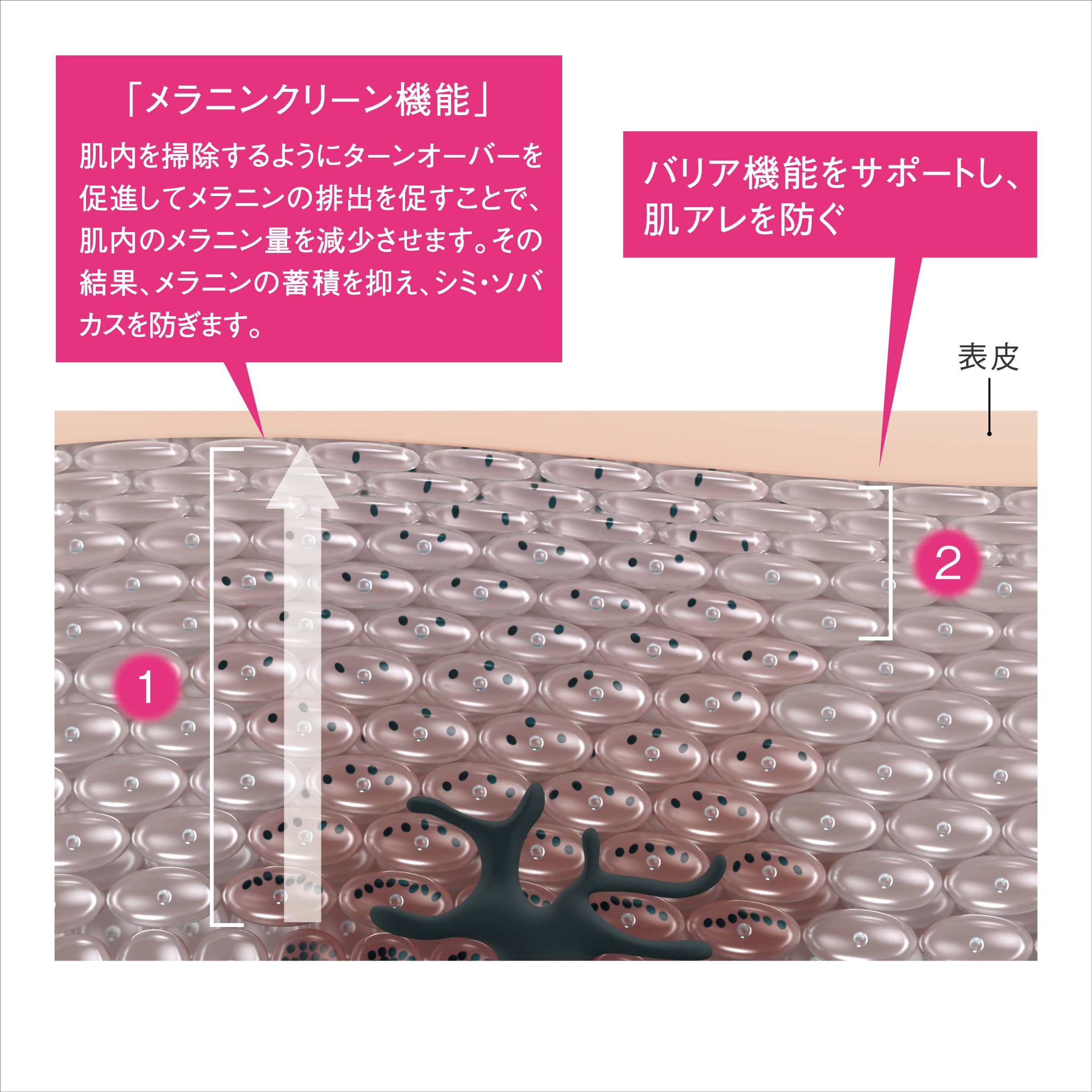 「メラニンクリーン」機能と「肌アレを防ぐ」機能1