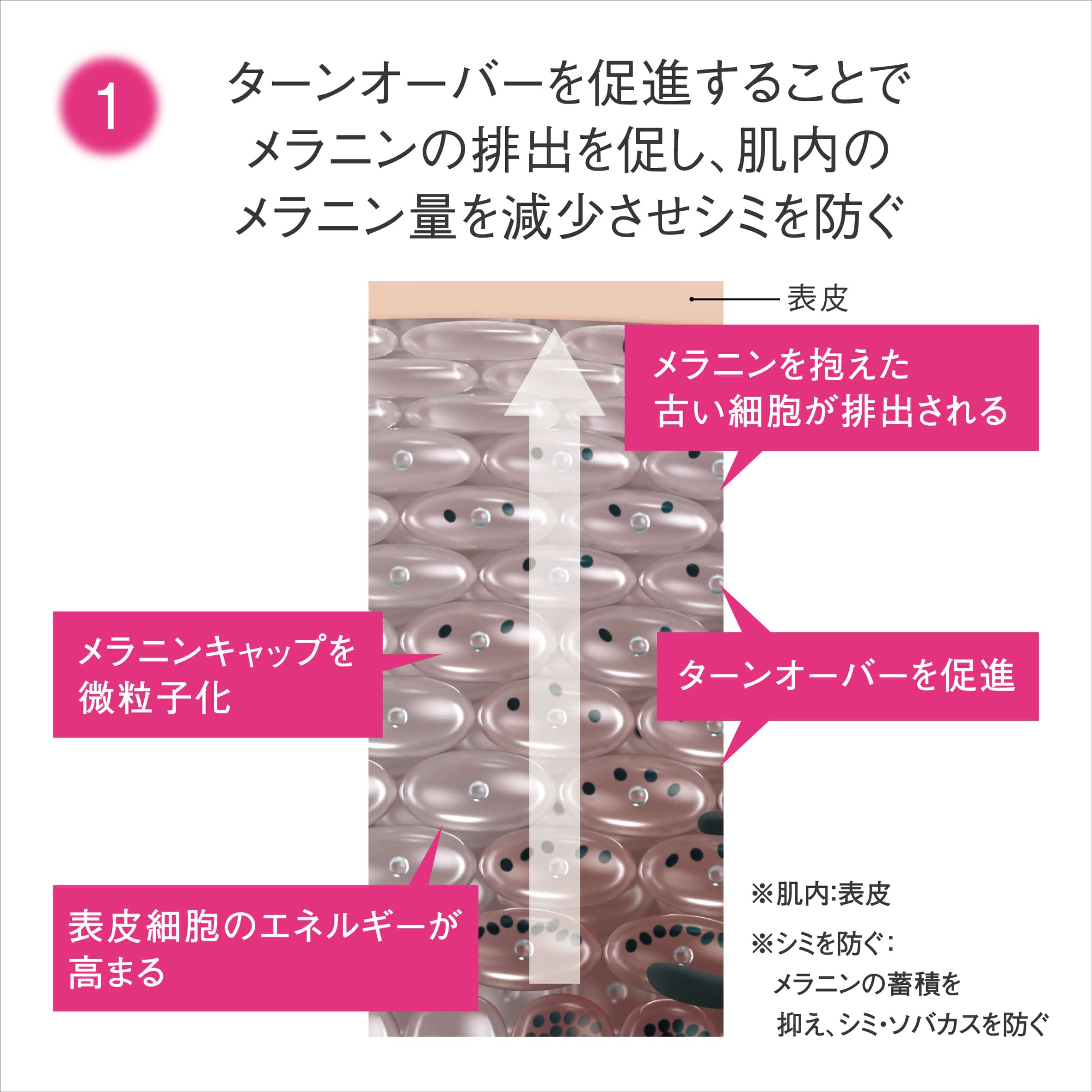 「メラニンクリーン」機能と「肌アレを防ぐ」機能2