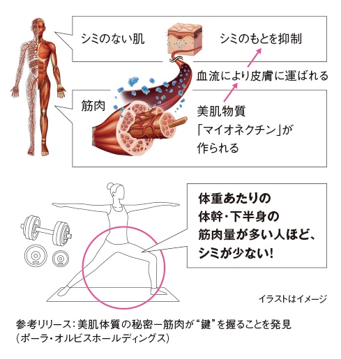 筋肉が多い人ほど、シミが少ない！