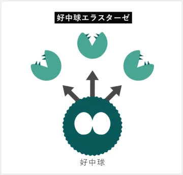 好中球が分泌する好中球エラスターゼ