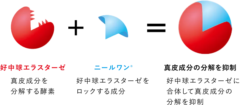 好中球エラスターゼ＋ニールワン®＝真皮成分の分解を抑制