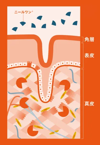 角層・表皮・真皮へ浸透するニールワン®