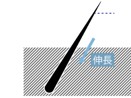 成長期