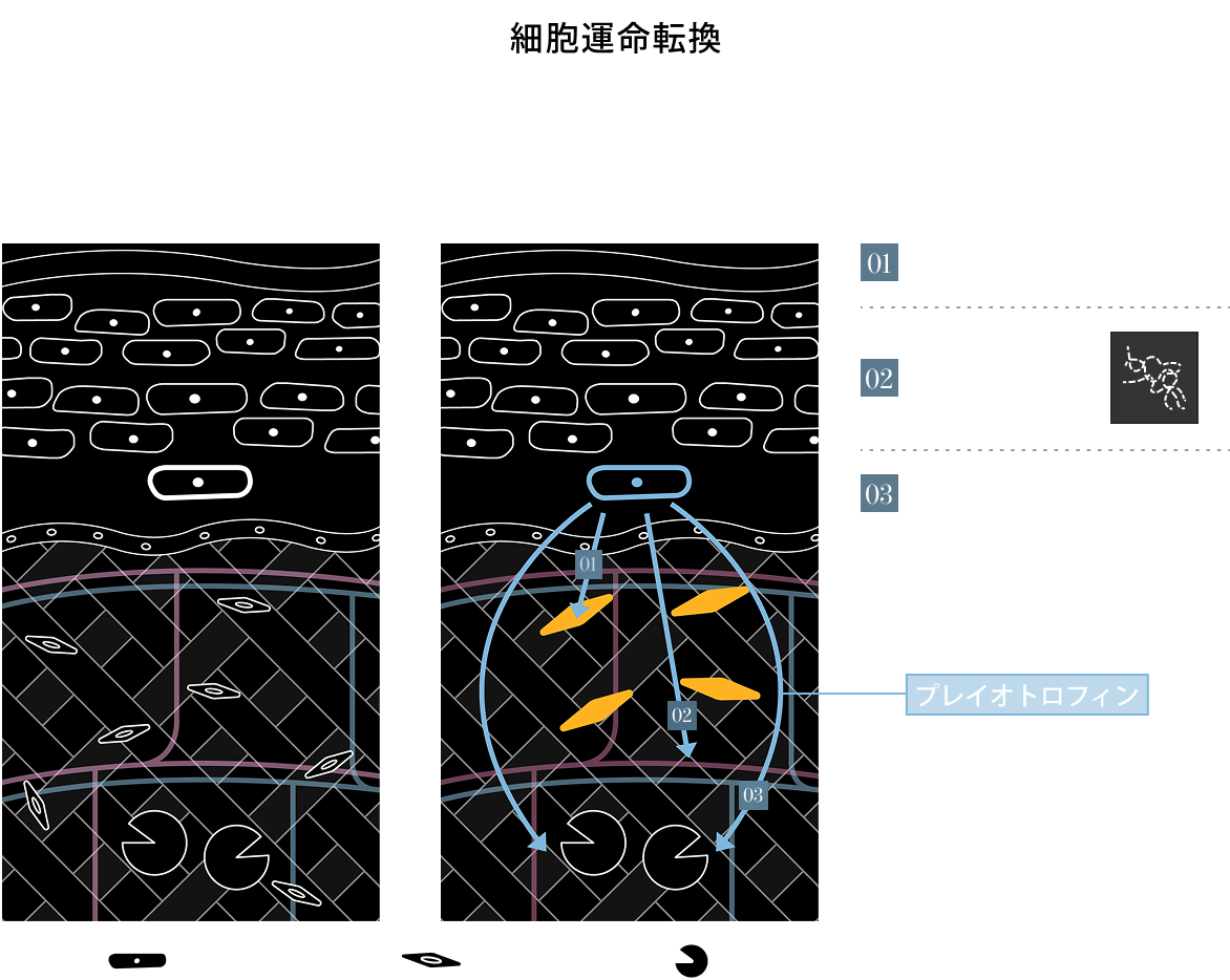 細胞運命転換 プレイオトロフィンが真皮全体に作用する 01:劣化したコラーゲンの分解・再生 02: 血管の新生を促進 03:不要物の除去を促進