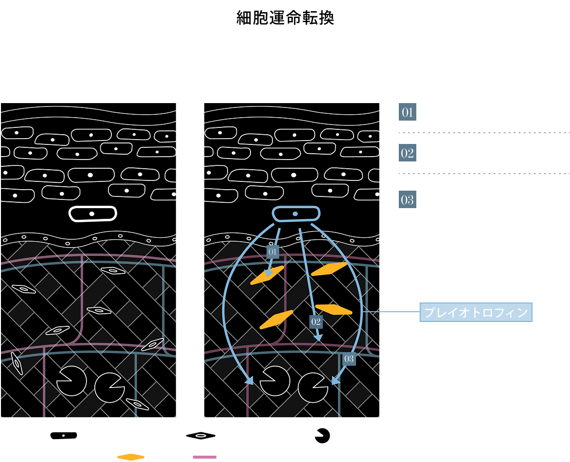 細胞運命転換 プレイオトロフィンが真皮全体に作用する 01:劣化したコラーゲンの分解・再生 02: 血管の新生を促進 03:不要物の除去を促進