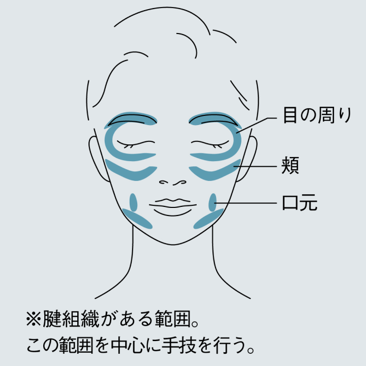 目の周り 頬 口元 ※腱組織がある範囲。この範囲を中心に手技を行う。