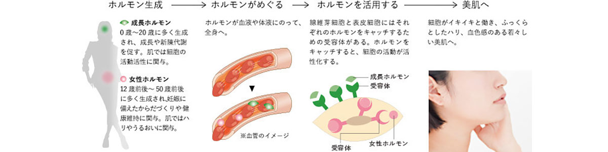 ホルモンと肌細胞の関係