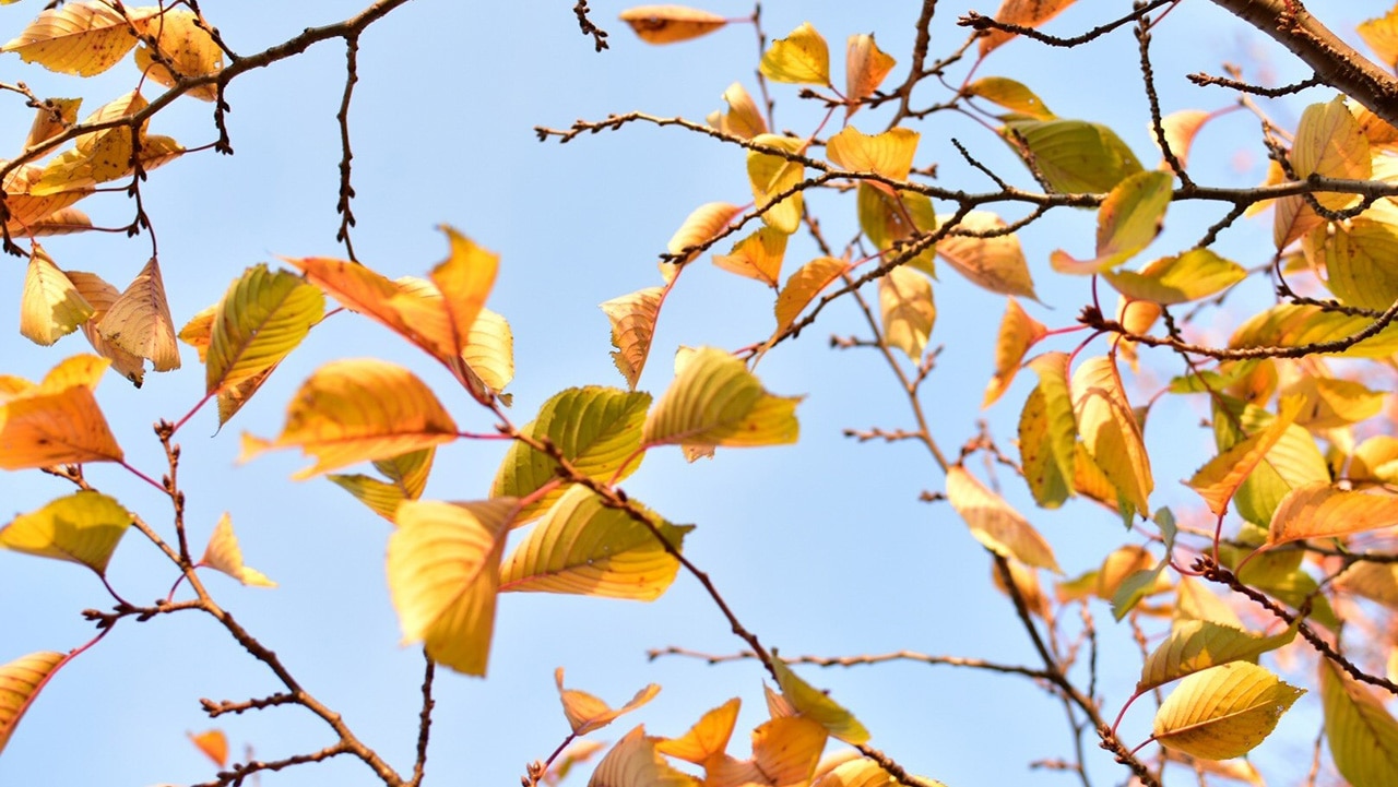 紅葉