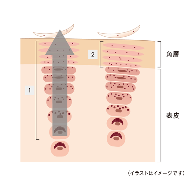 メラニンの排出