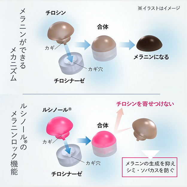 先回りしてメラニンの生成をブロックする「メラニンロック機能」。