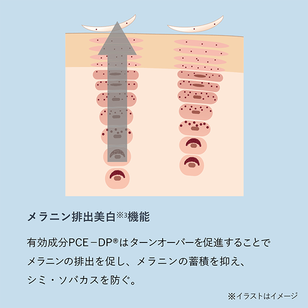 発想の転換から生まれた表皮細胞への着目。