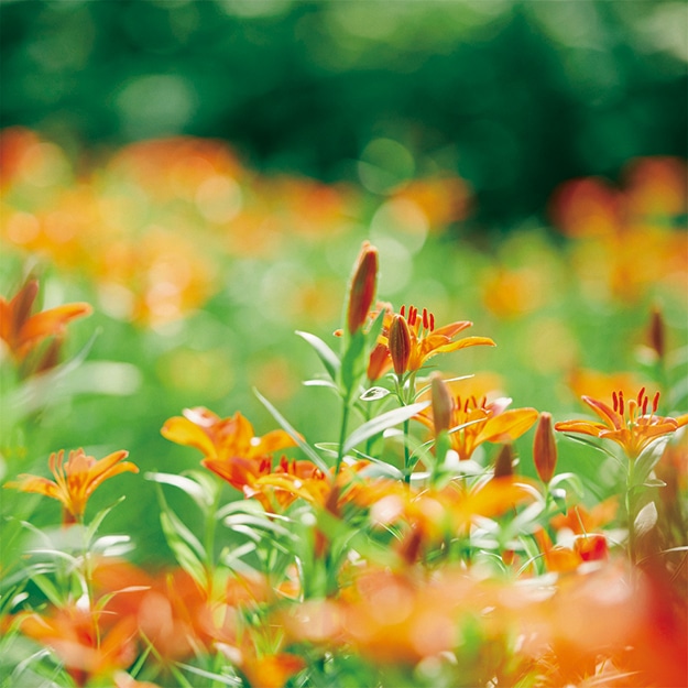 ミチノクヒメユリ