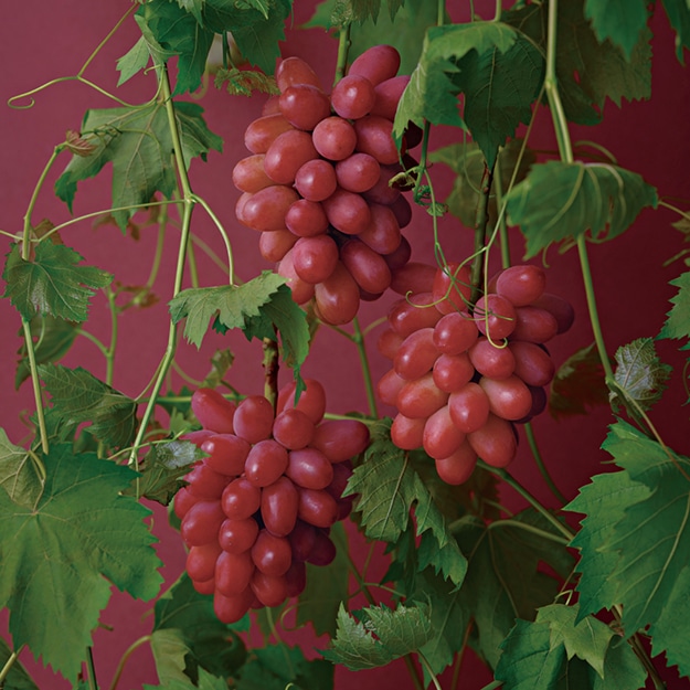 島根県の希少ぶどう「神紅」