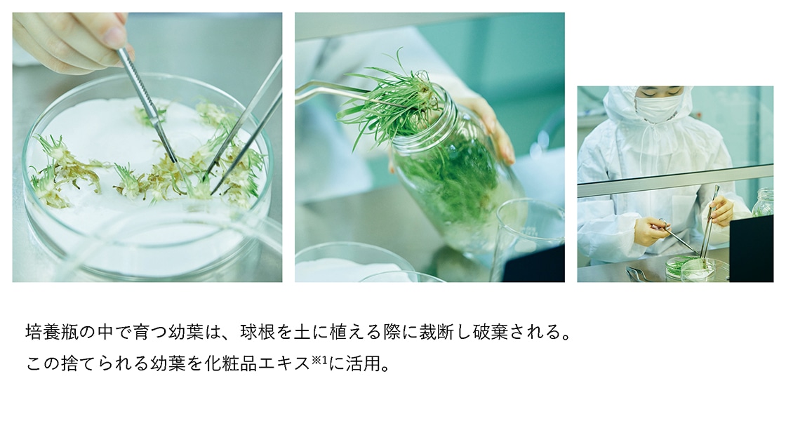 産・官・学がひとつになって生まれたミチノクヒメユリエキス