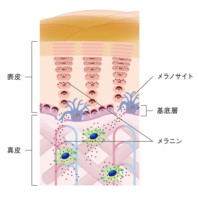 ホワイトショット フェイシャルセラム(本体 25mL): 商品詳細