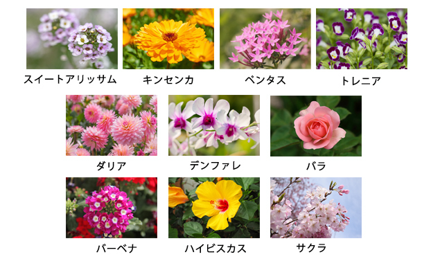 新たに配合した10種の花素材