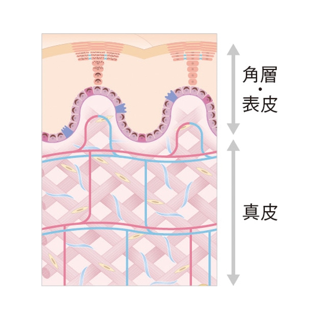 シワ改善有効成分「ニールワン®」