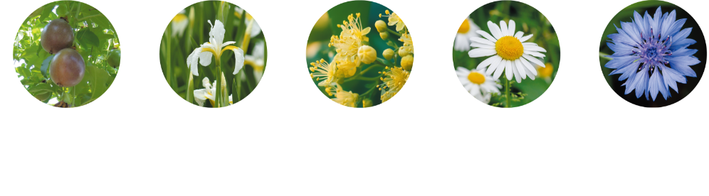 クダモノトケイソウ果皮エキス　イリス根エキス　フユボタイジュ花エキス　ローマカミツレ花エキス　ヤグルマギク花エキス