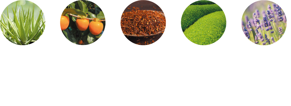 アロエベラ葉エキス カキタンニン ルイボスエキス チャ葉エキス フランスラベンダーエキス