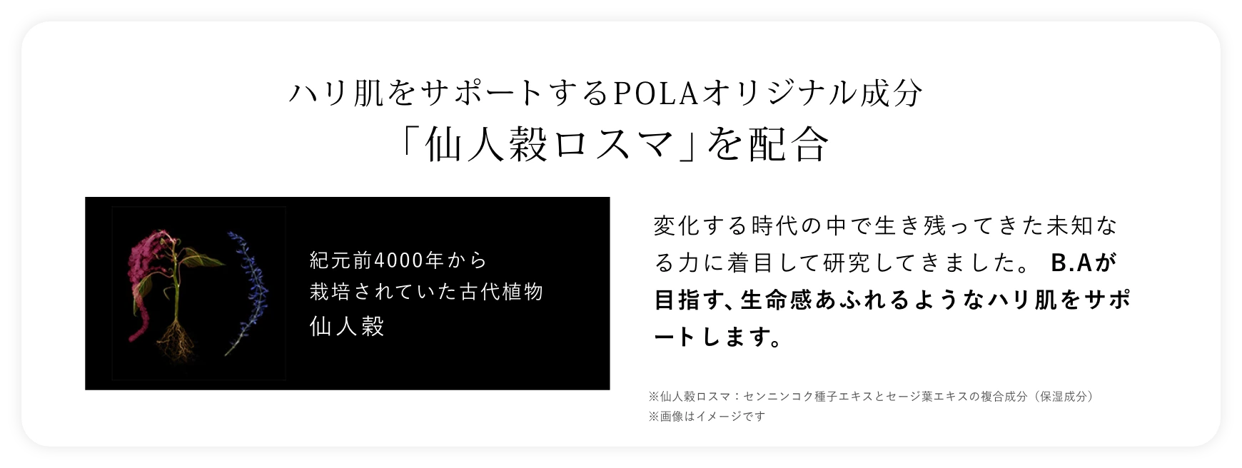 ハリ肌をサポートするPOLAオリジナル成分「仙人穀ロスマ」を配合