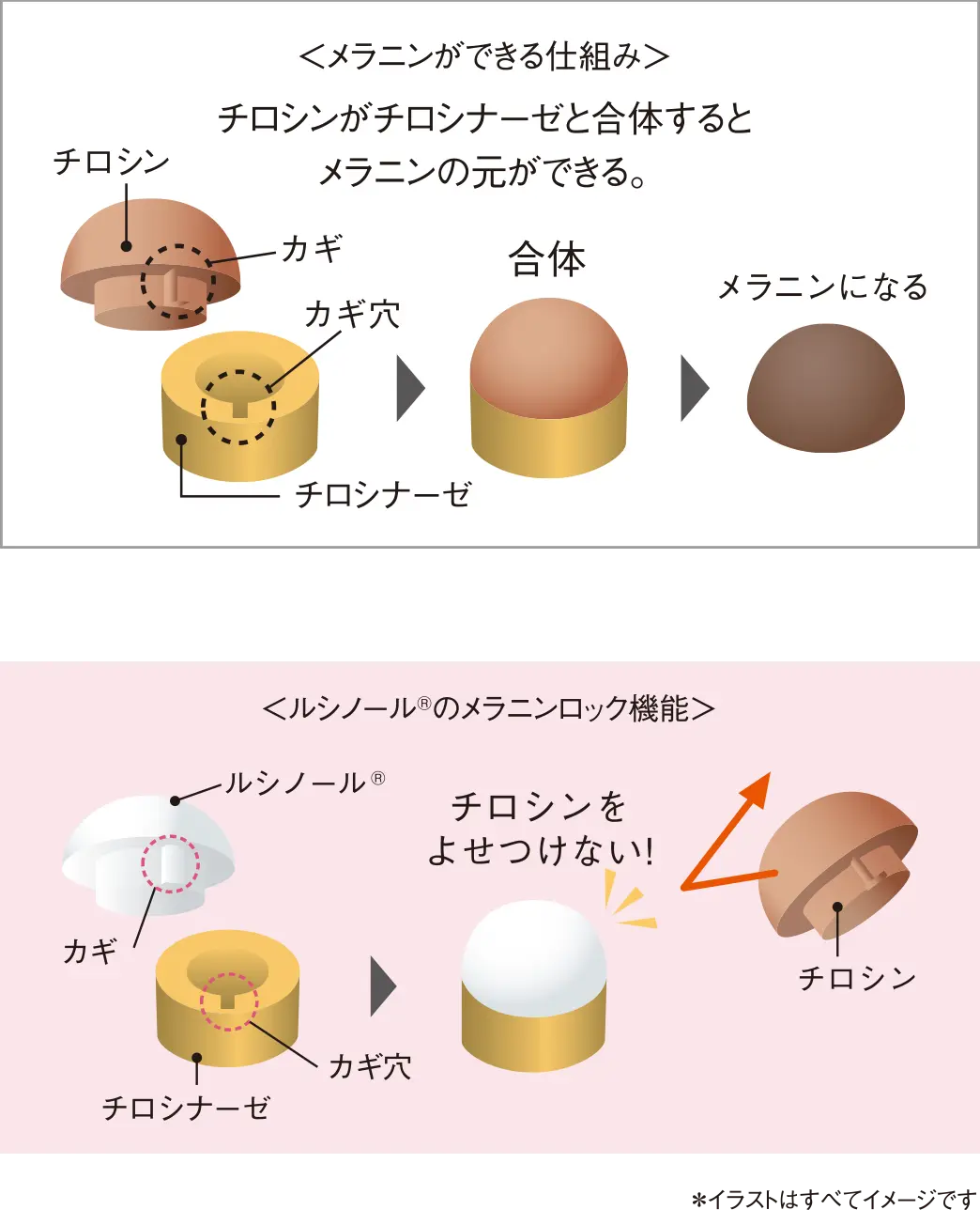 図：メラニンロック機能